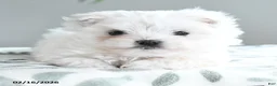 Maltese dogs for sale: Alabaster - Ad 5