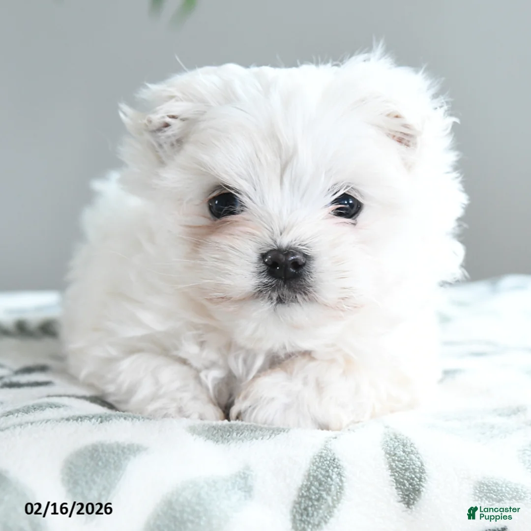 Maltese dogs for sale: Alabaster - Ad 5