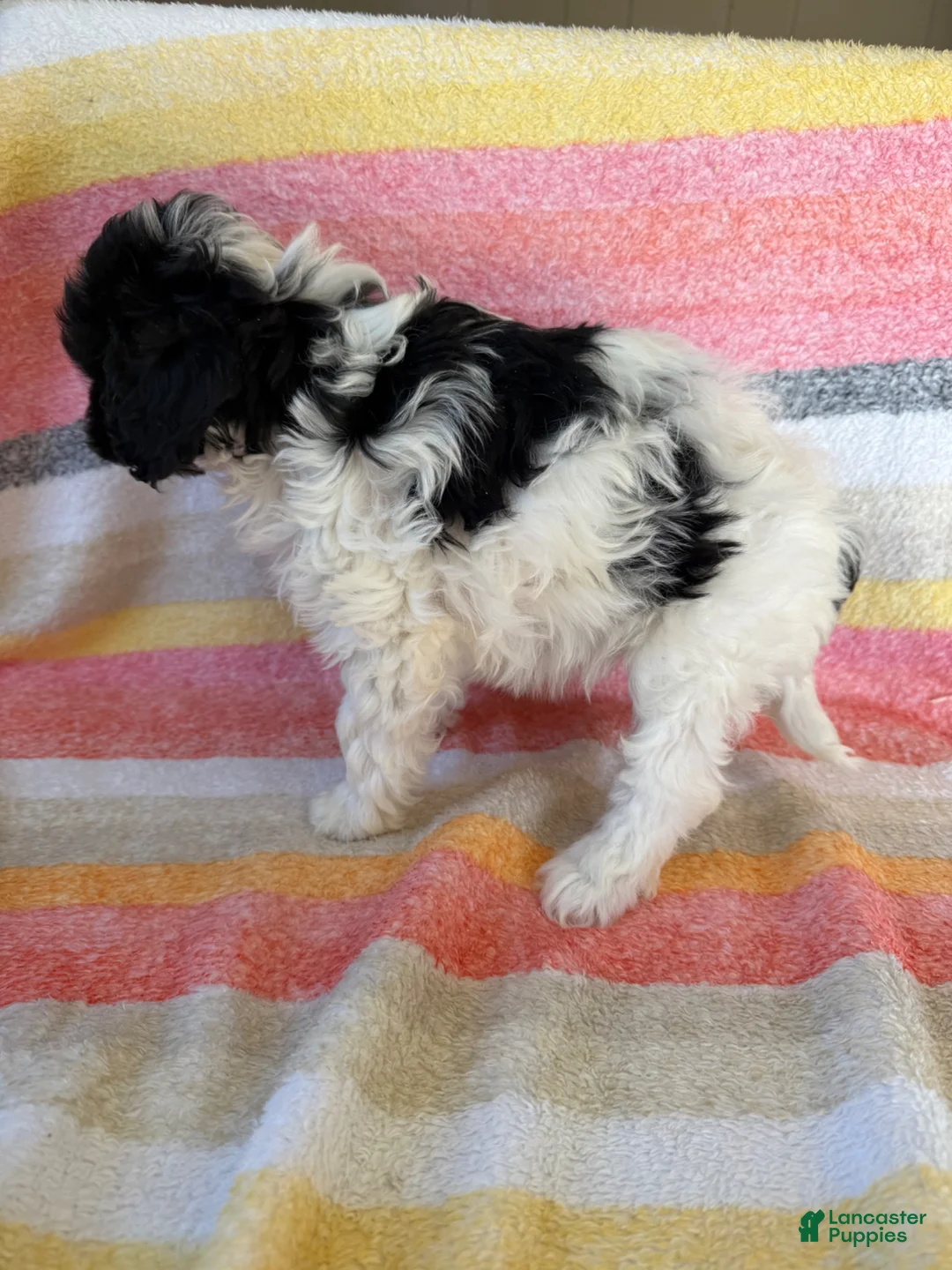 Cavapoo dogs for sale: Amber - Ad 2