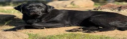 Goldador dogs for sale: Golden retriever/ Black Labrador Puppy 1 female  - Ad 3