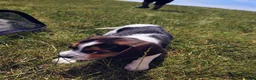 Beagle dogs for sale: Milo Ace - Ad 3