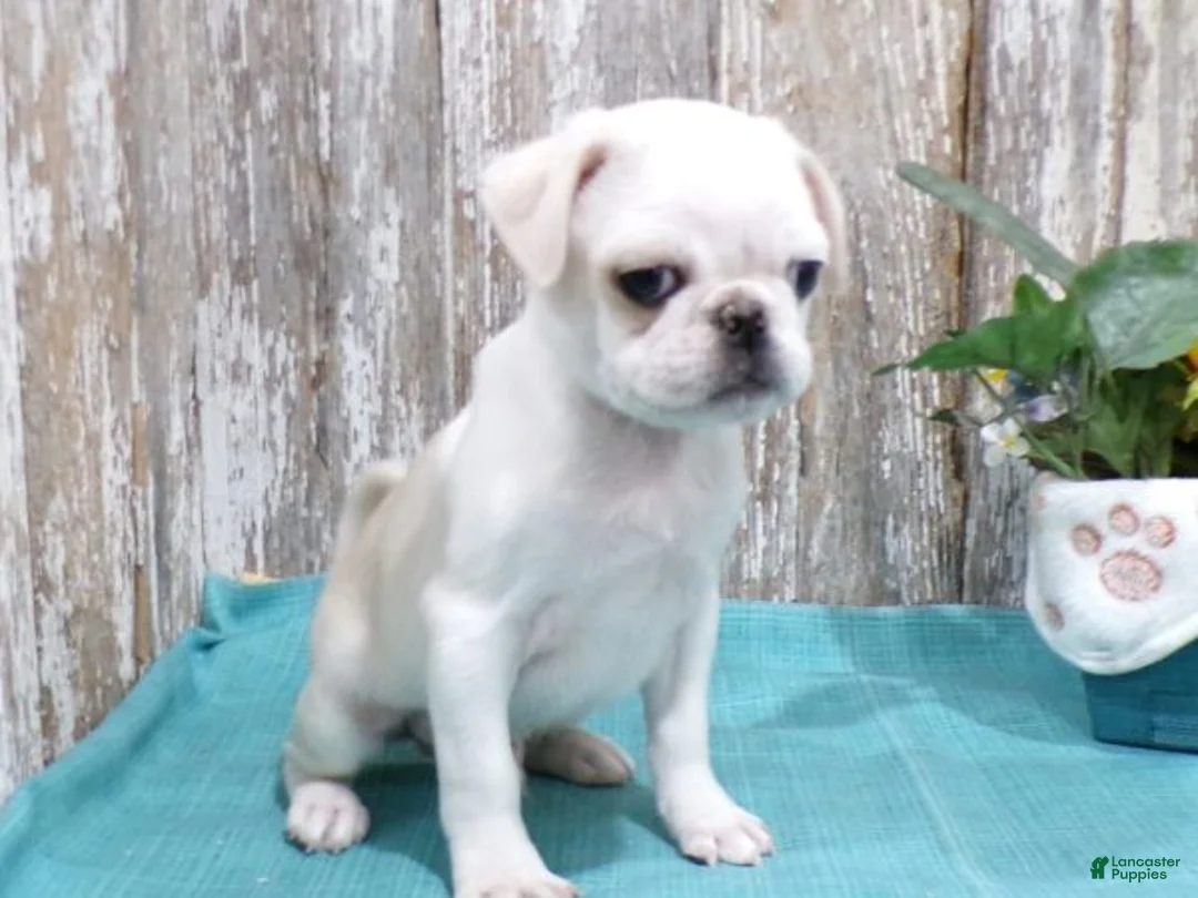 Pug dogs for sale: PEPITO - Ad 1