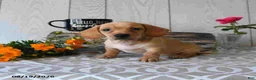 Miniature Dachshund dogs for sale: Titus - Ad 15