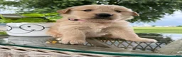 Golden Retriever dogs for sale: Hazel - Ad 18