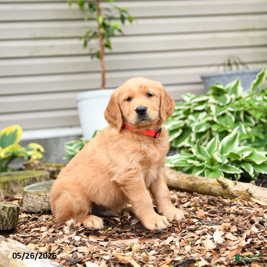 Golden Retriever dogs Granger - Ad 2