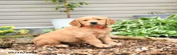 Golden Retriever dogs for sale: Granger - Ad 2