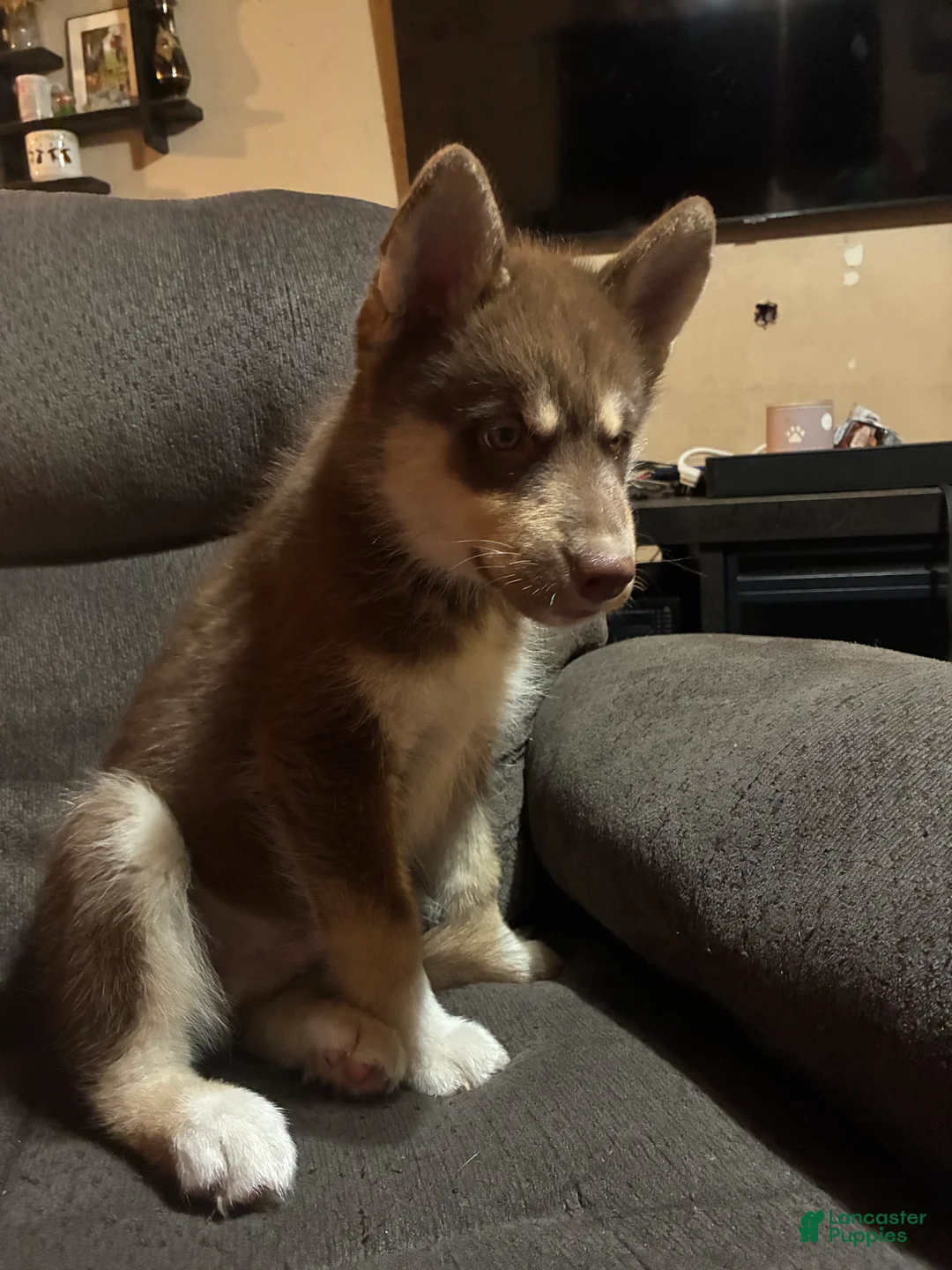 Siberian Husky dogs for sale: Siberian Husky 1 - Ad 2