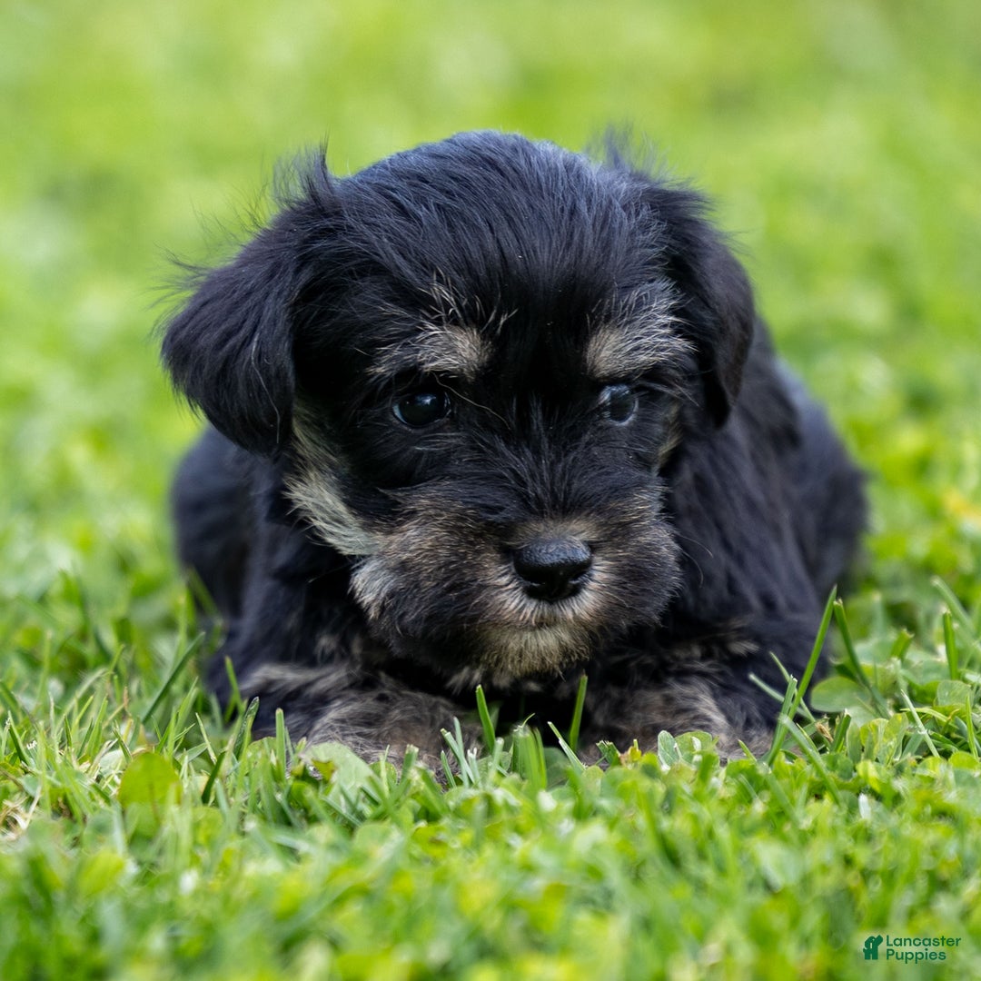Miniature Schnauzer dogs for sale: Vicky - Ad 2