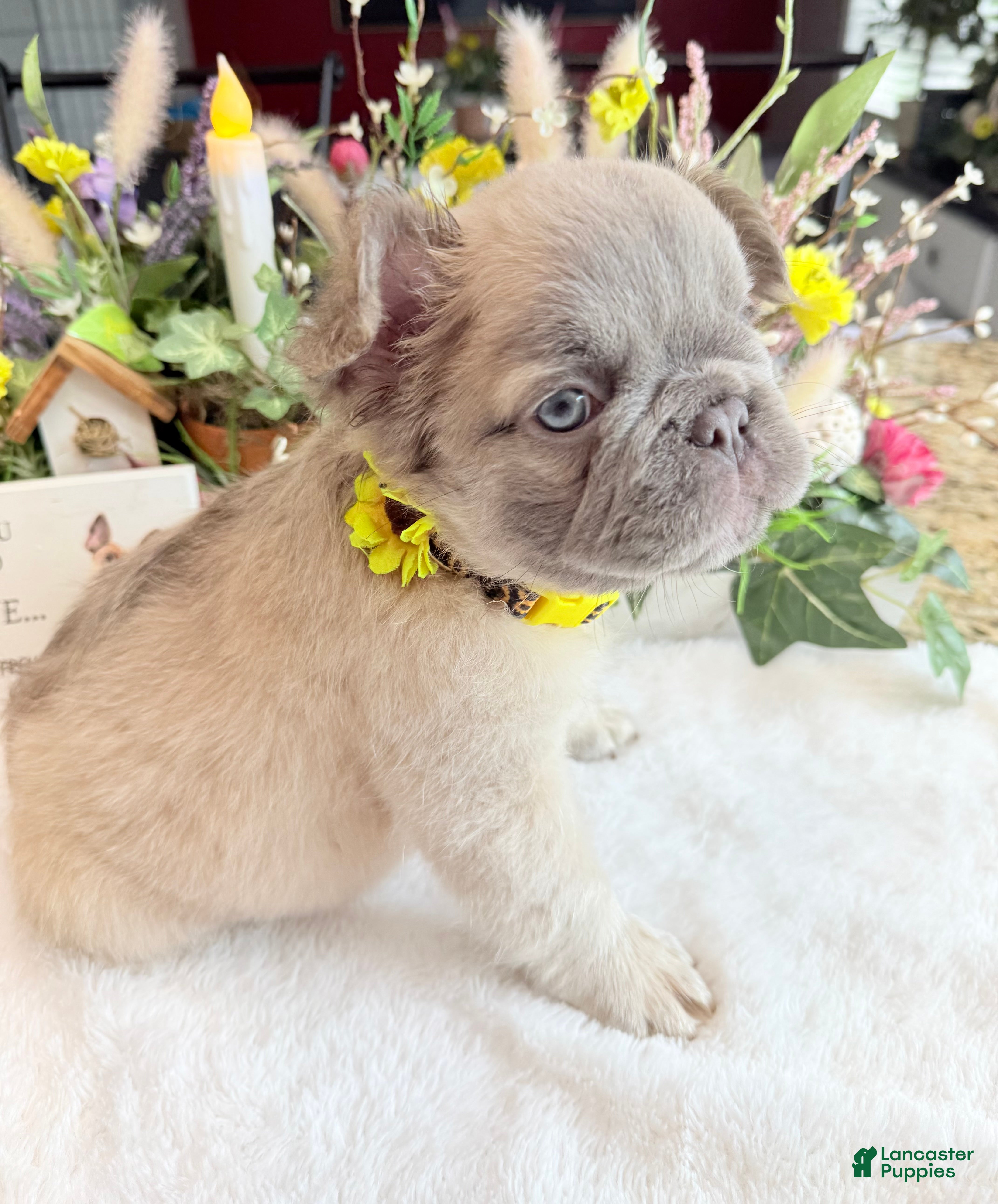 French Bulldog dogs Yoshi - Ad 2
