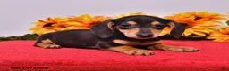 Miniature Dachshund dogs for sale: Doug  - Ad 5