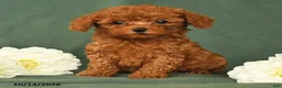 Toy Poodle dogs for sale: Henry - Ad 2
