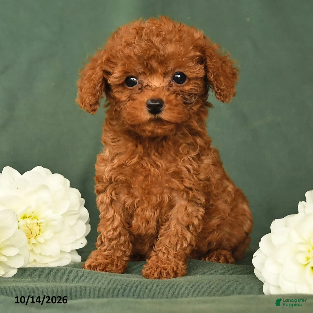 Toy Poodle dogs for sale: Henry - Ad 2