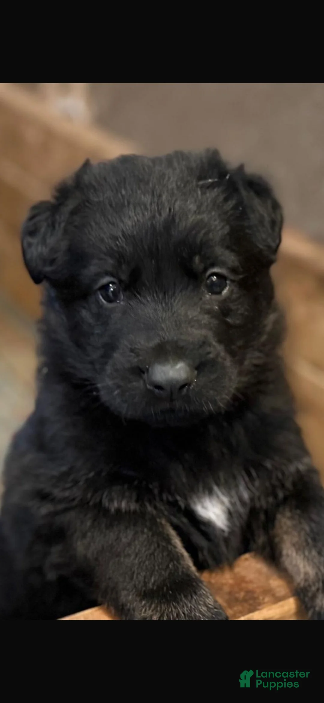 German Shepherd dogs for sale: German Shepherd Puppy 1 - Ad 5