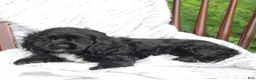 Cocker Spaniel dogs for sale: Cookie - Ad 4