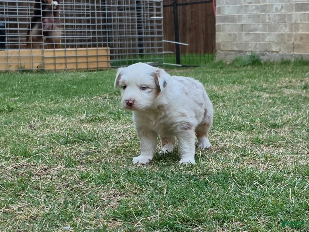 Australian Shepherd dogs for sale: Australian Shepherd Puppy 1 - Ad 2