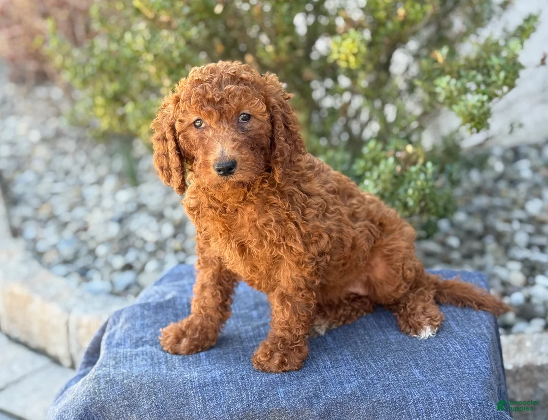 Goldendoodle dogs for sale: Avery - Ad 1