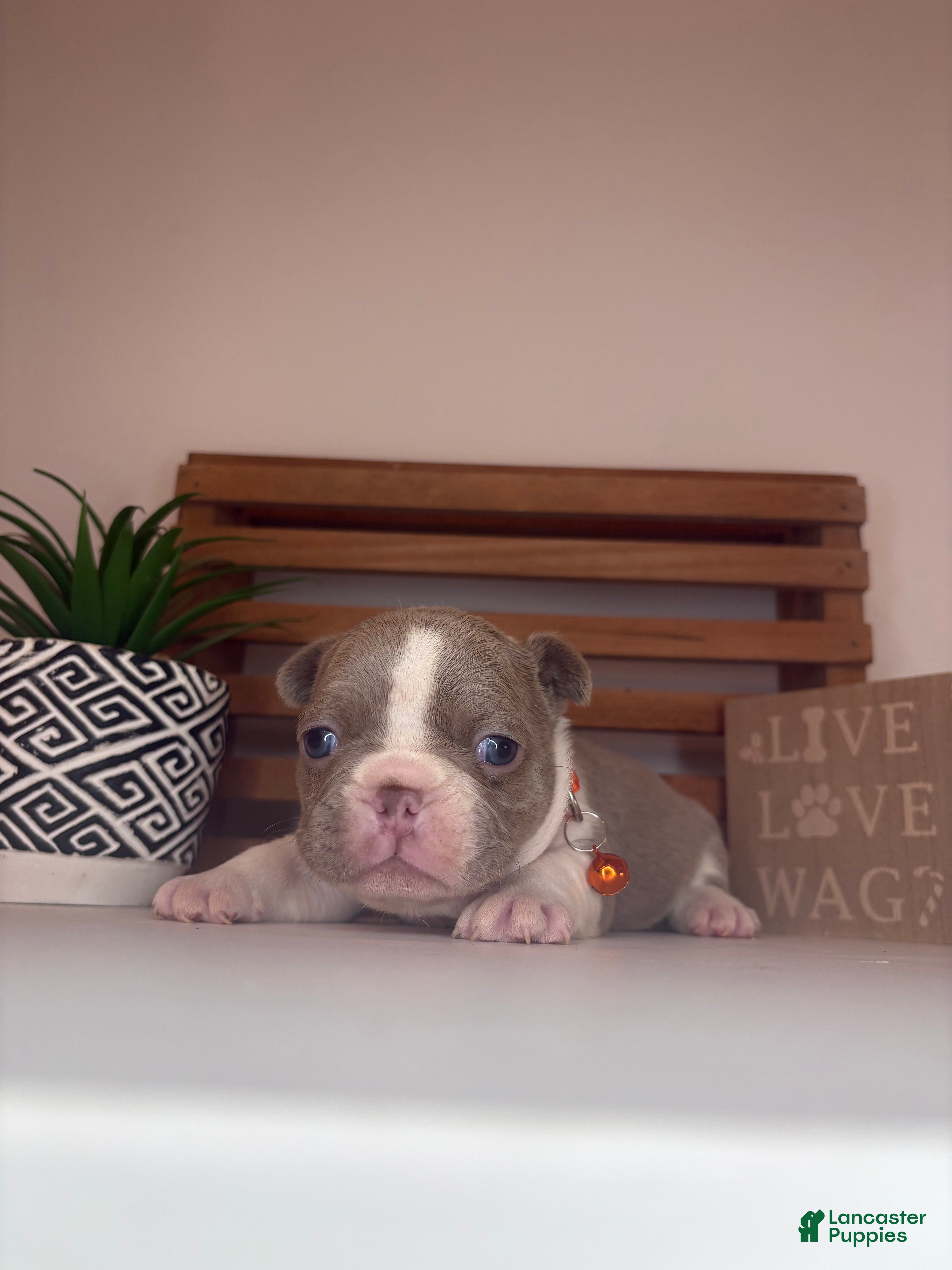 French Bulldog dogs for sale: Cheeto  - Ad 3