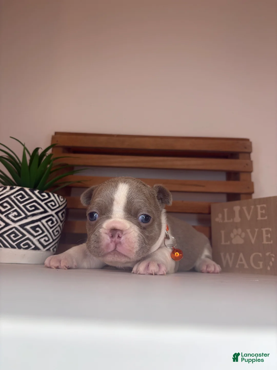 French Bulldog dogs for sale: Cheeto  - Ad 1
