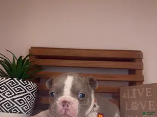 French Bulldog dogs for sale: Cheeto - Ad 3