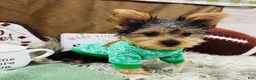 Yorkshire Terrier dogs for sale: Snickers - Ad 8