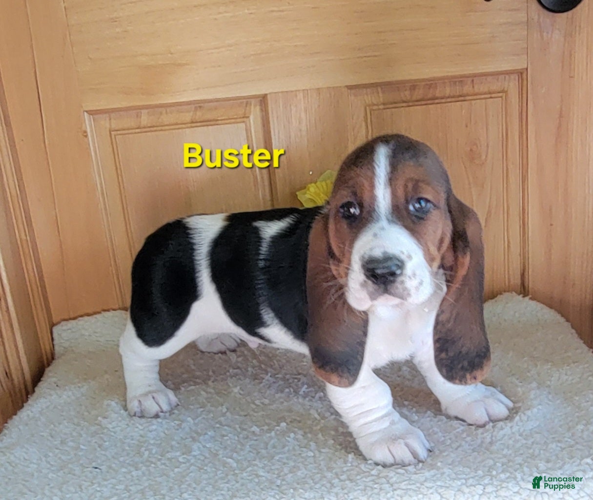 Basset Hound dogs Buster - Ad 1