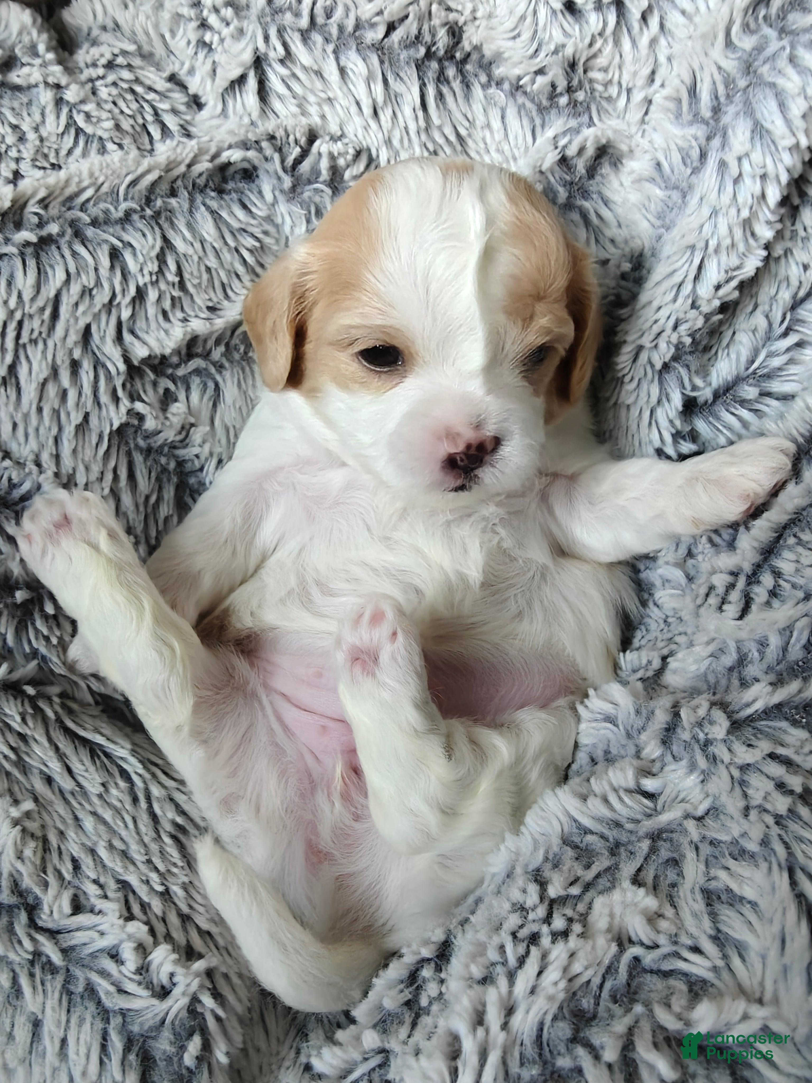Mixed Breed dogs for sale: Pancake - Ad 2