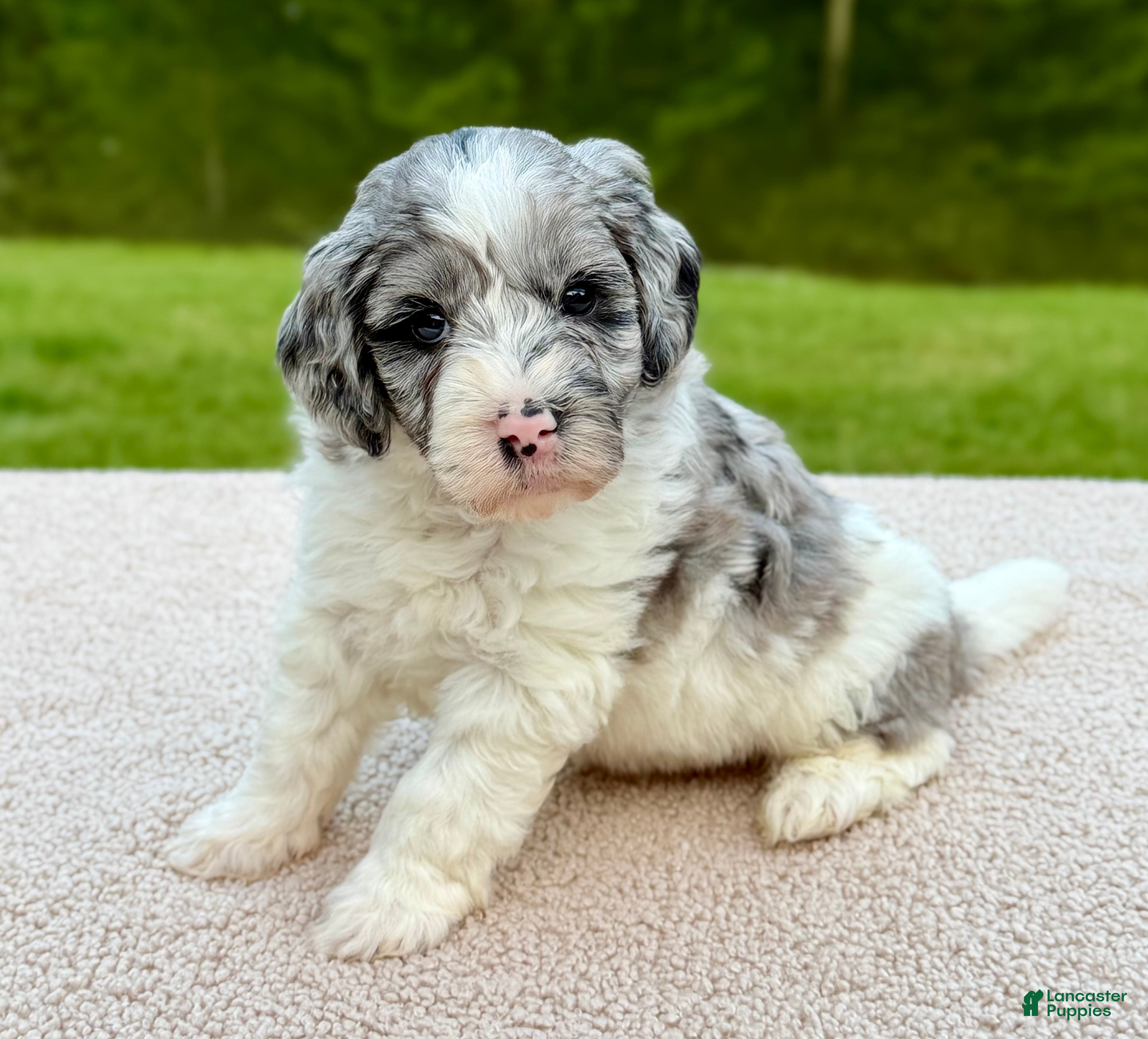 Goldendoodle dogs Cottontail  - Ad 2