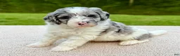 Goldendoodle dogs for sale: Cottontail  - Ad 2