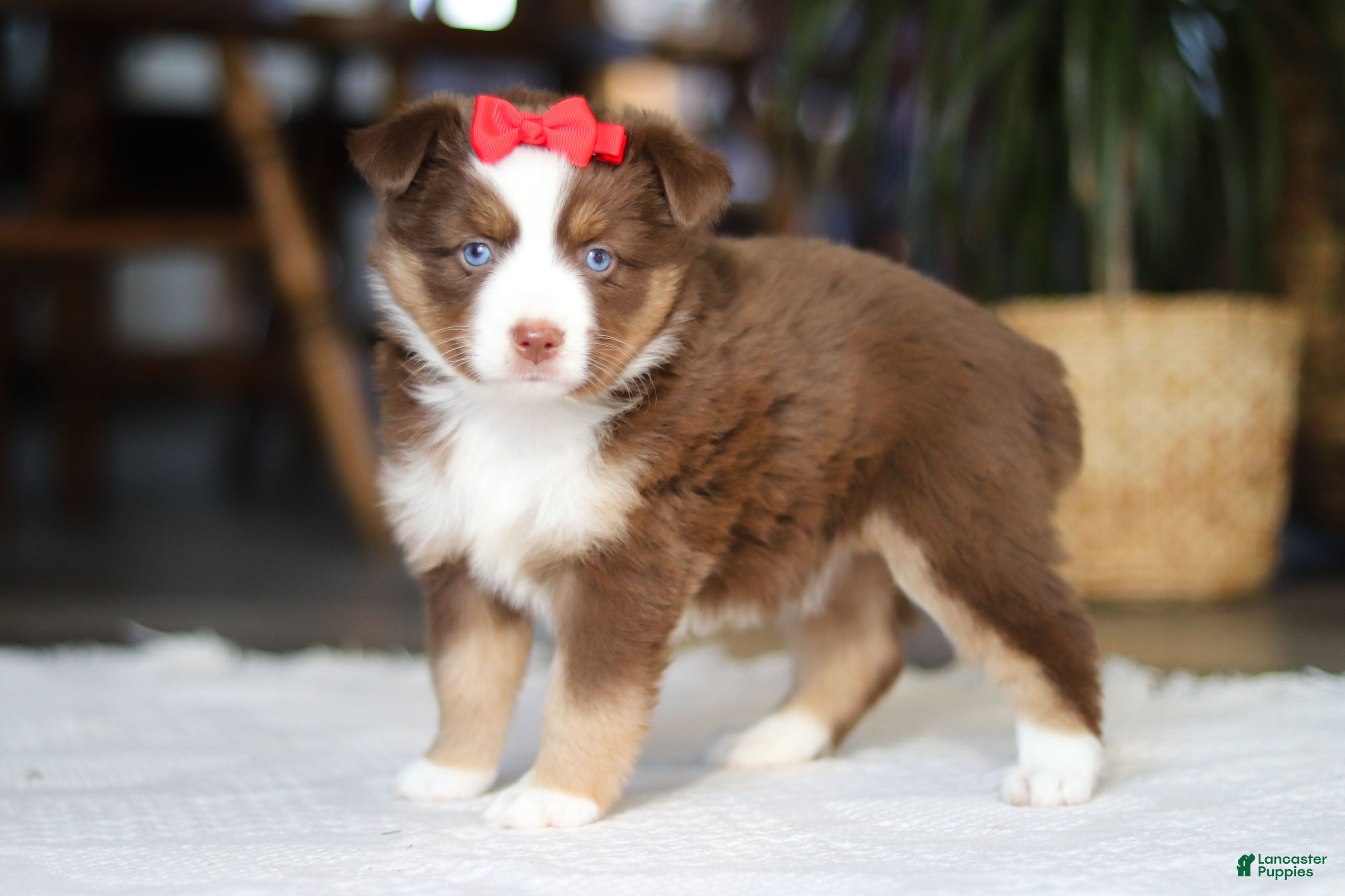 Australian Shepherd dogs Eden - Ad 2
