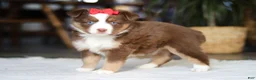 Australian Shepherd dogs for sale: Eden - Ad 2
