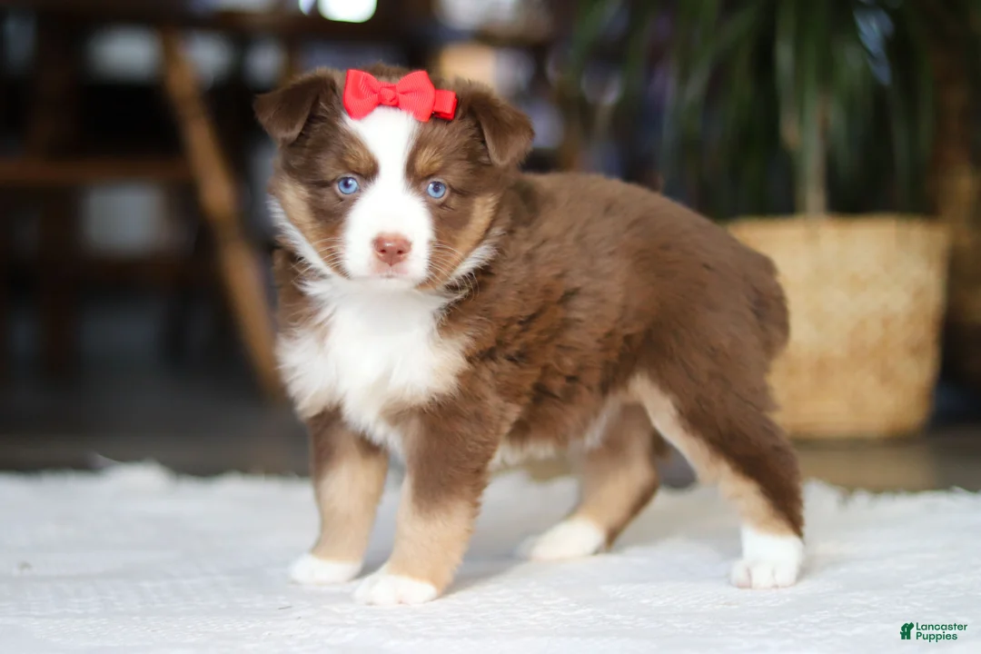 Australian Shepherd dogs for sale: Eden - Ad 2