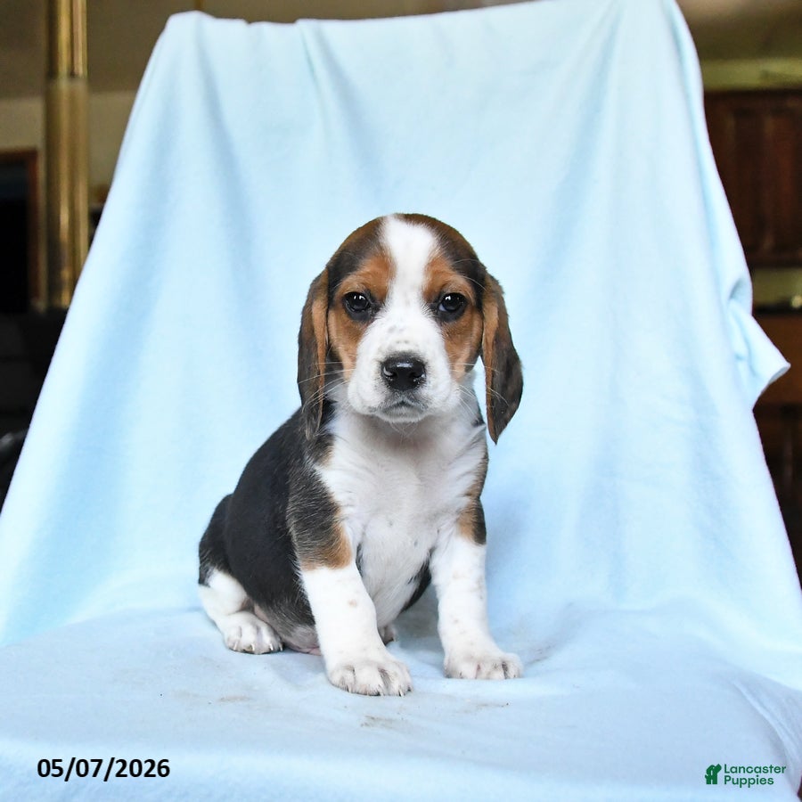 新作。手作り額付き作品　title「Let it BEAGLEワンコ」 Penny Beagle for sale in Woodward | Lancaster Puppies