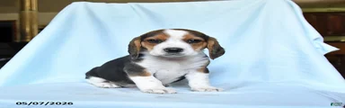 Penny