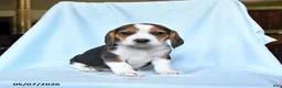 Beagle dogs for sale: Penny - Ad 1