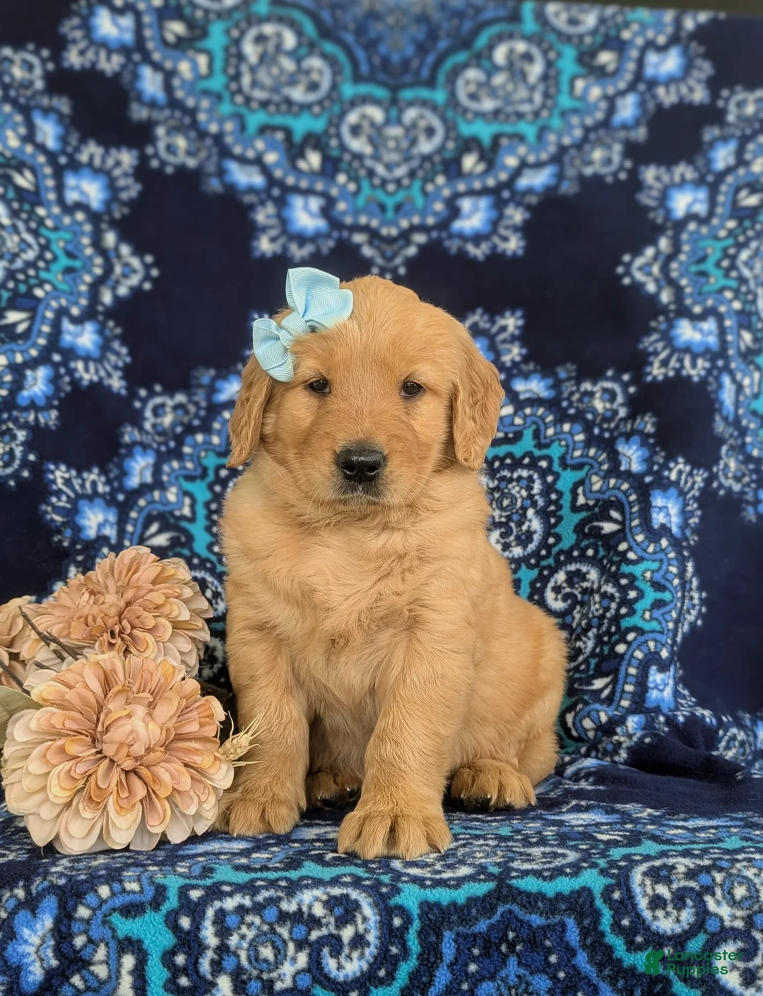 Golden Retriever dogs for sale: Magnolia - Ad 1