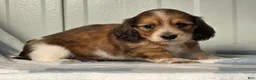 Dachshund dogs for sale: Cody - Ad 6