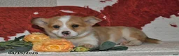 Welsh Corgi Pembroke dogs for sale: Cheri - Ad 8