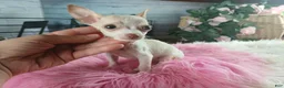 Chihuahua dogs for sale: Micro Teacup white female. Hand Delivery  - Ad 8