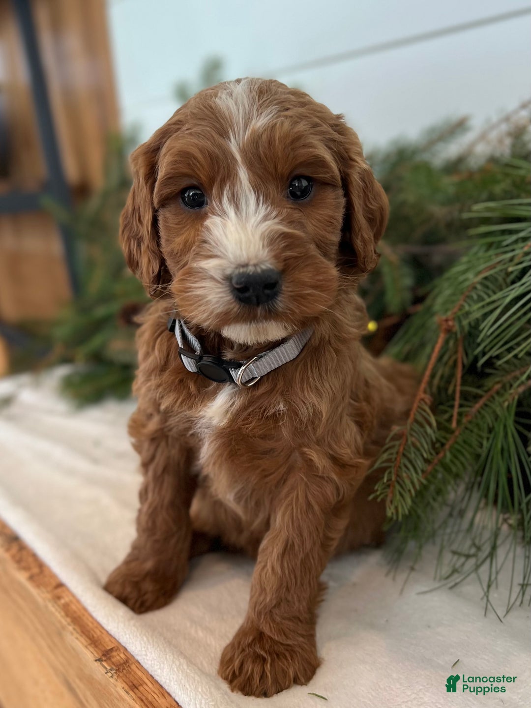 Irish Doodle dogs for sale: Asher - Ad 2