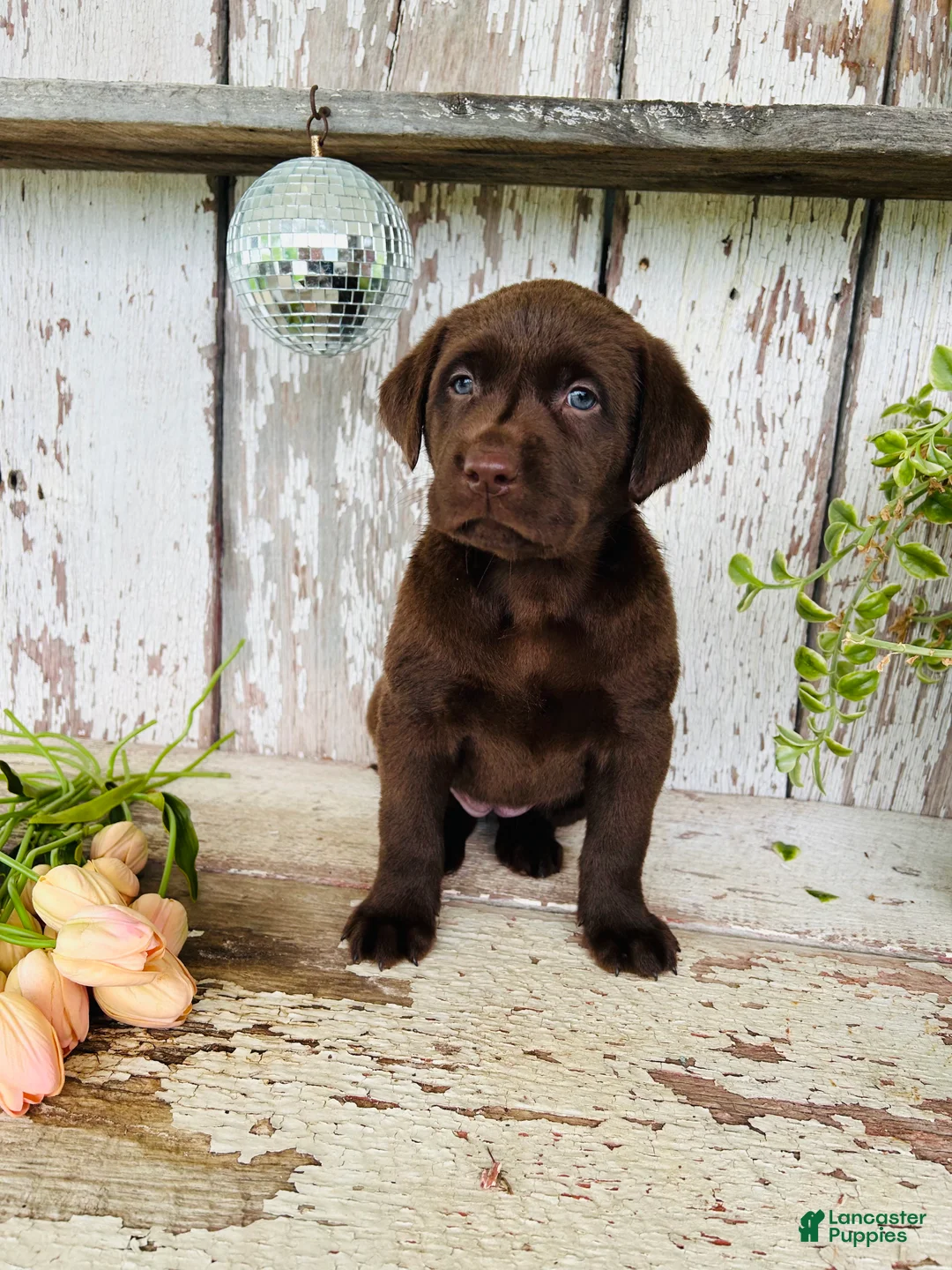 Labrador Retriever dogs for sale: Trixie - Ad 2