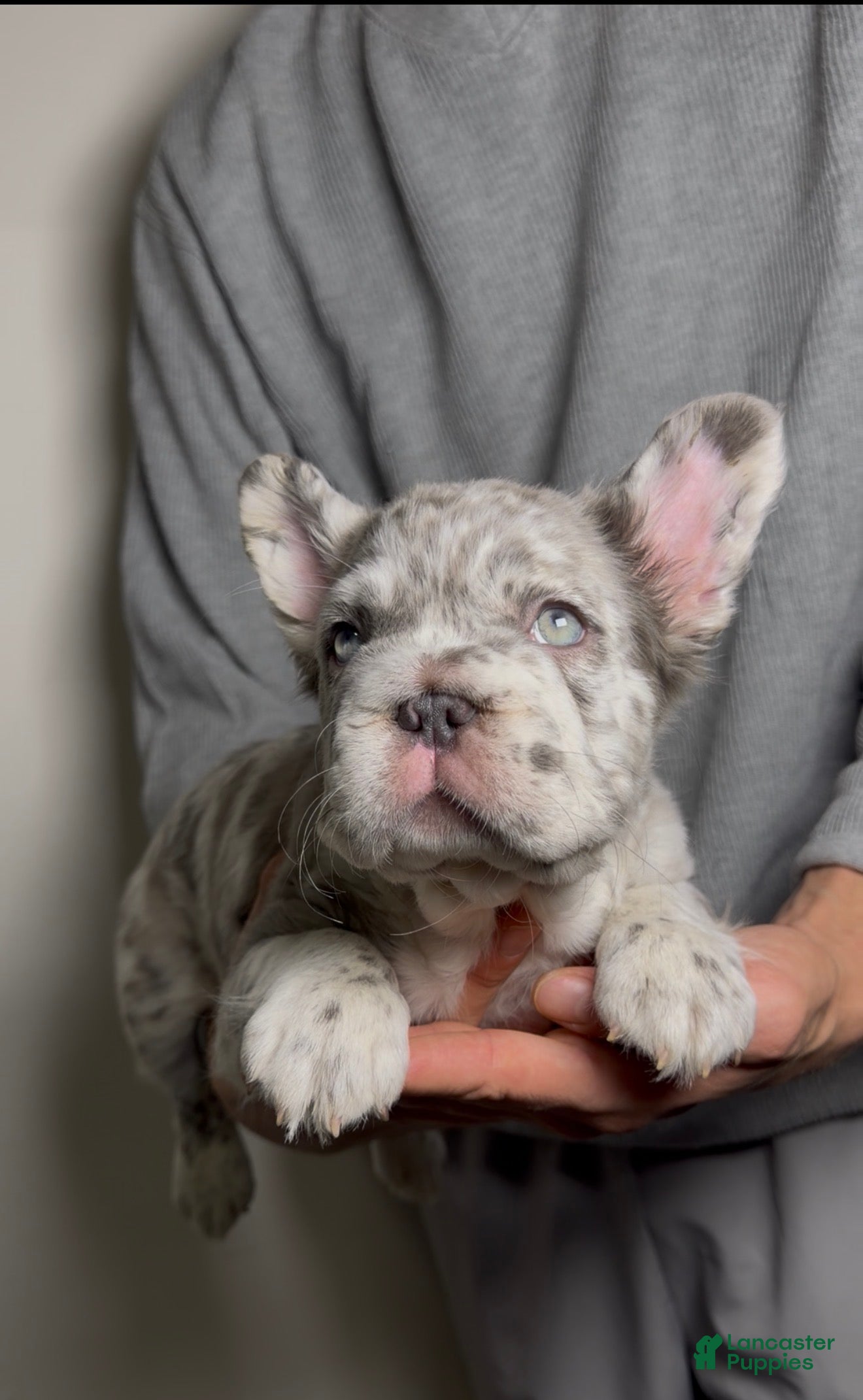French Bulldog dogs for sale: Mimi the fluffy  - Ad 1