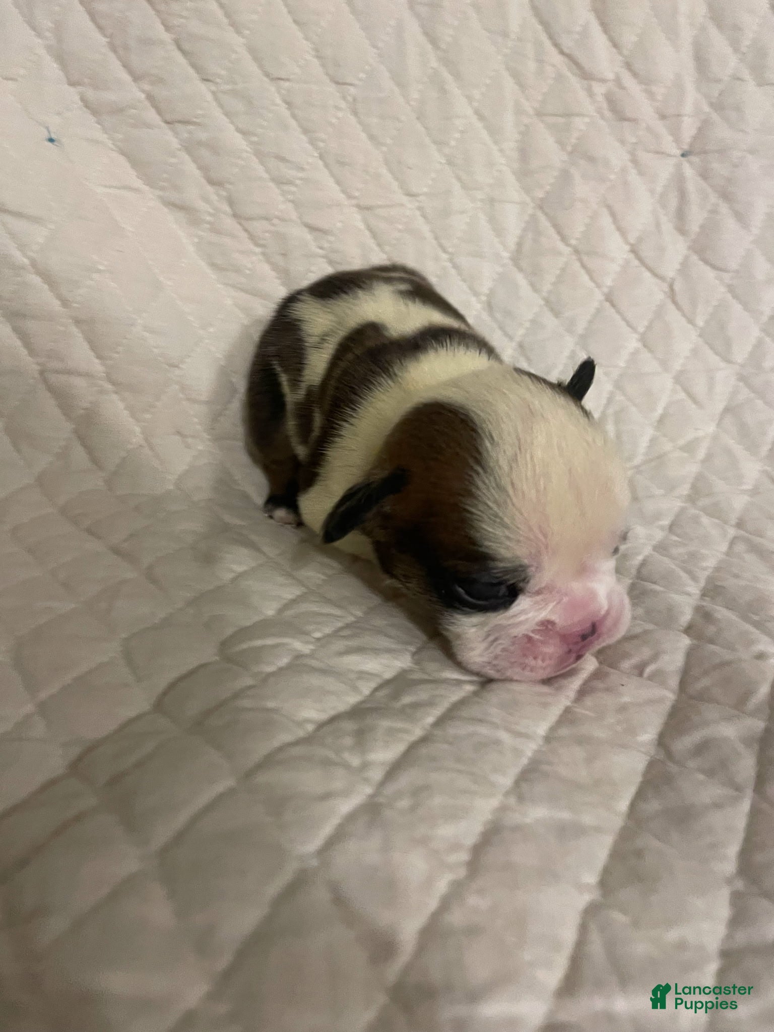 English Bulldog Puppies for sale in Virginia Lancaster Puppies