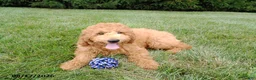 Mini Goldendoodle dogs for sale: Winston - Ad 6