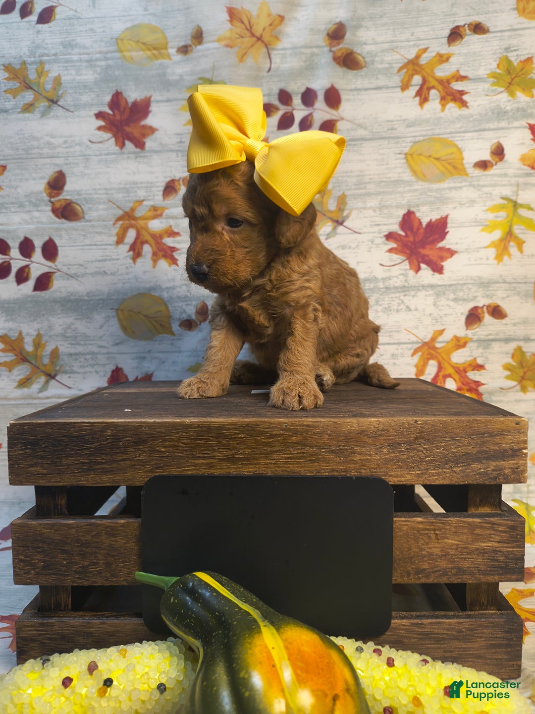 Mini Goldendoodle dogs for sale: S'more - Ad 5