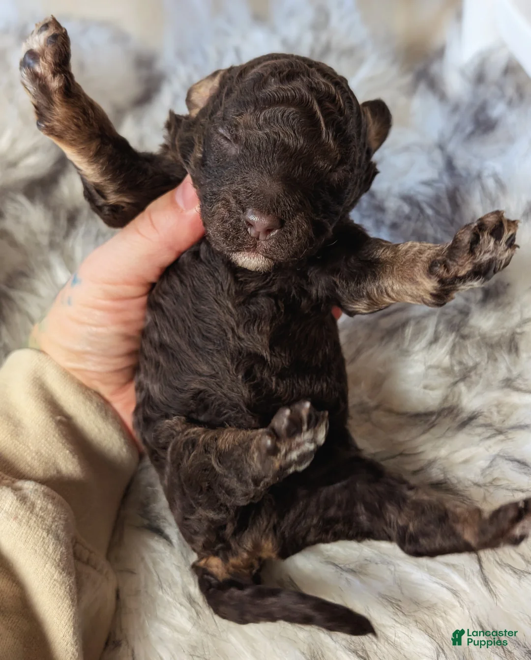 Mixed Breed dogs for sale: RAMBO  - Ad 3