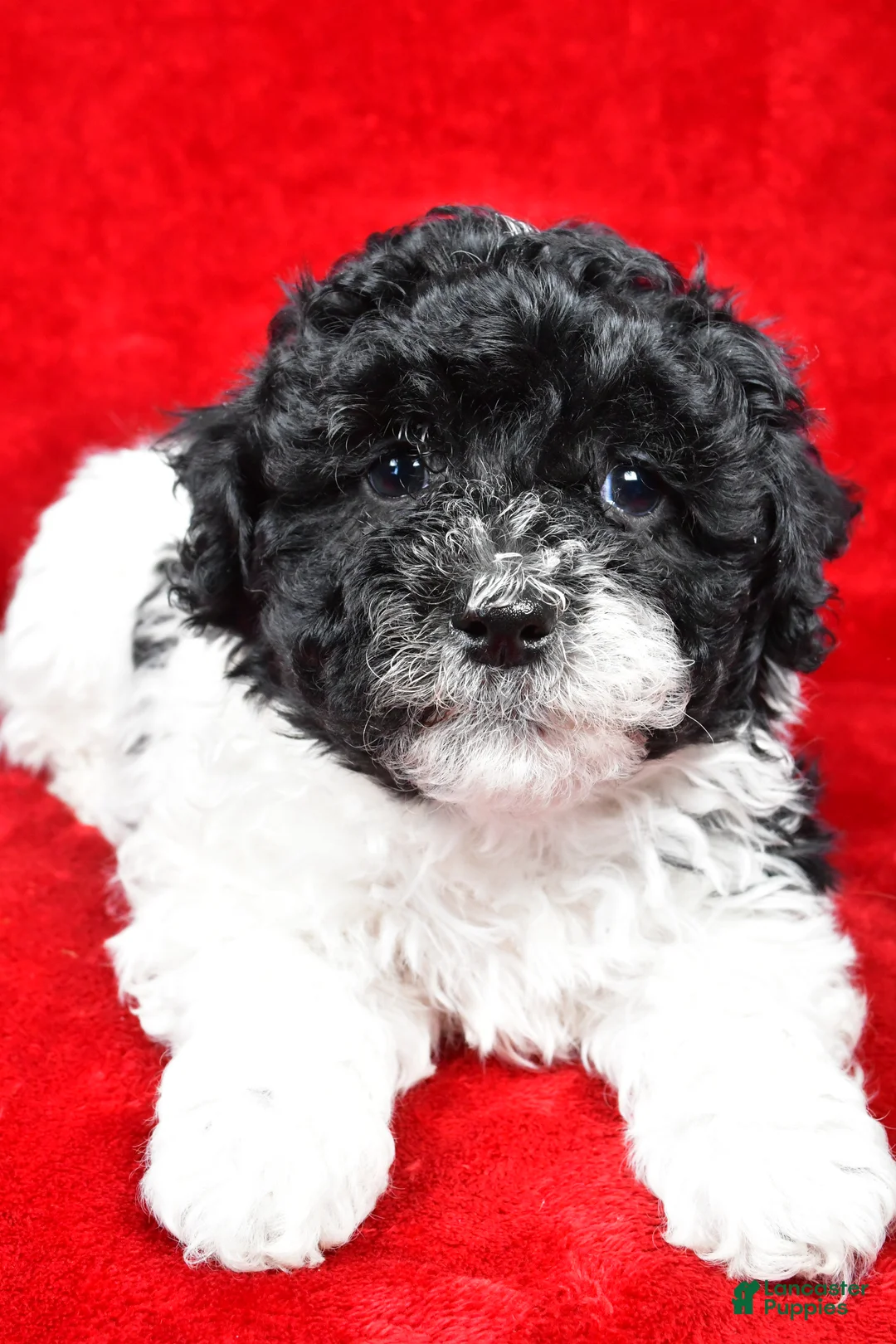 Yorkiepoo dogs for sale: Rilan - Ad 8