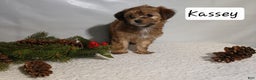 Yorkiepoo dogs for sale: Kassey - Ad 4