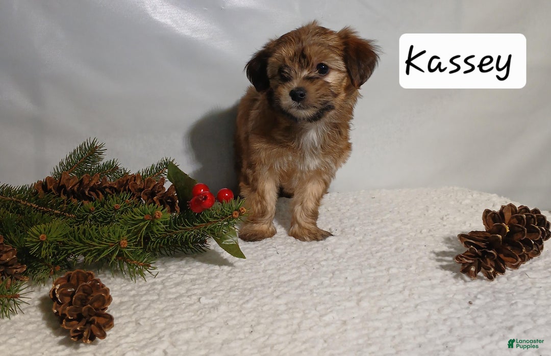 Yorkiepoo dogs for sale: Kassey - Ad 4