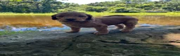Goldendoodle dogs for sale: Truman - Ad 3