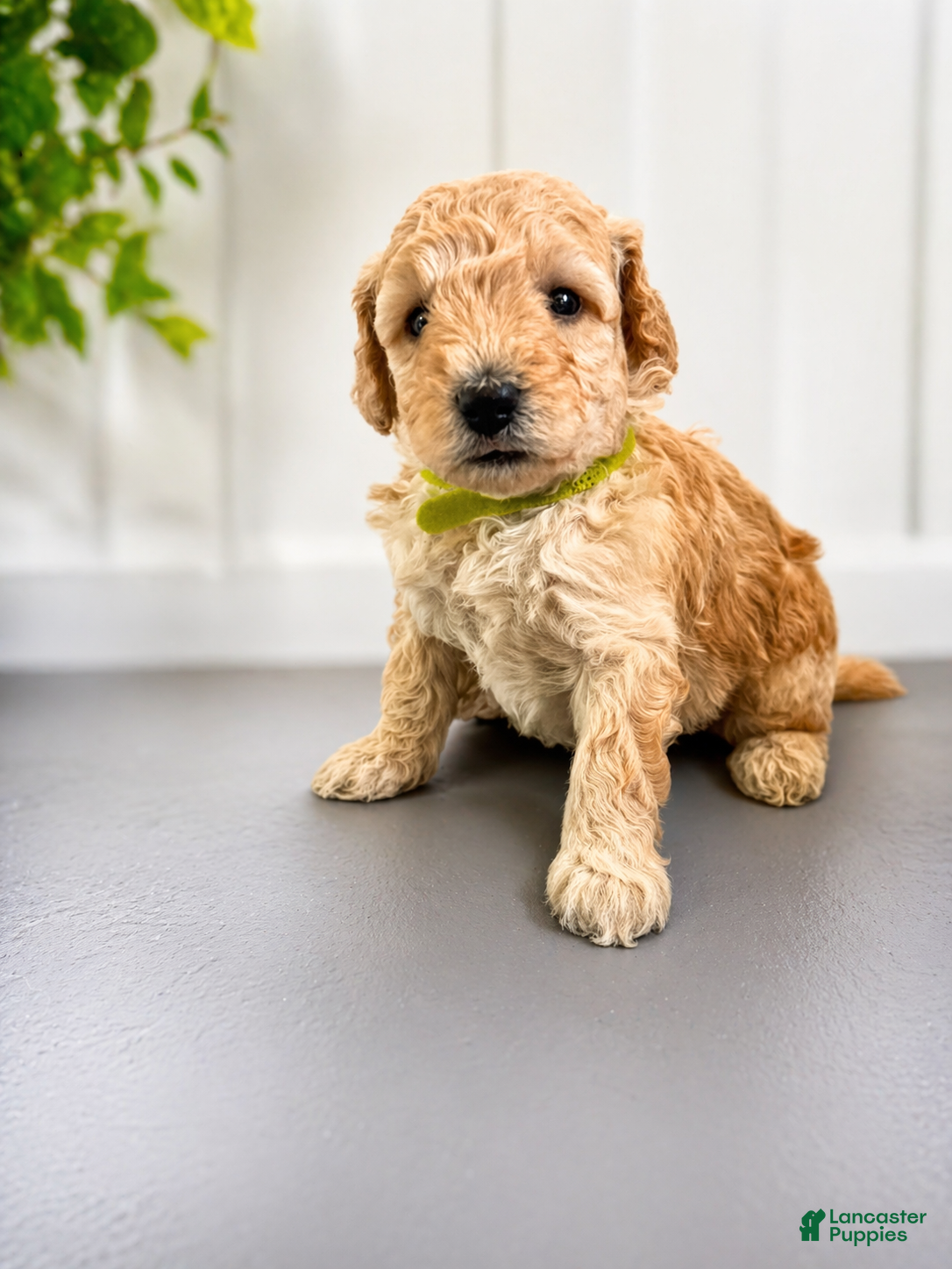 Mini Goldendoodle dogs Hardy - Ad 1